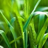 Fermented Barley Grass.