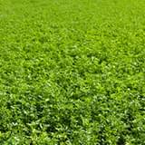 Fermented Alfalfa Grass.