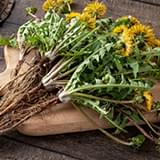 Dandelion Root.