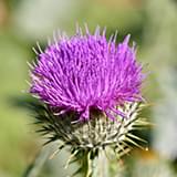 Milk thistle.