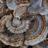 Turkey Tail.