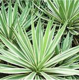 Agave Inulin.